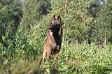 MALINOIS 051